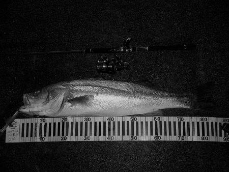 荒れた日のサラシの中で